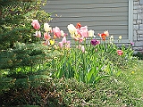39 Nancy's Garden [2009 May 10]